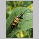 Leptura quadrifasciata monoantennensis  - Vierbindiger Schmalbock 02.jpg